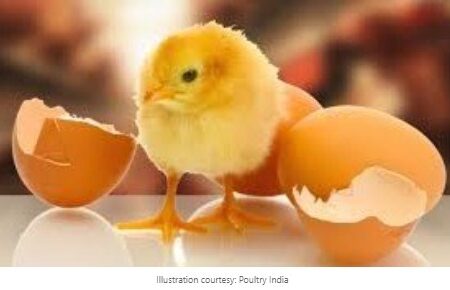 What Comes First, Chicken or Egg?